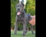 Cane Corso, vrhunski štenci